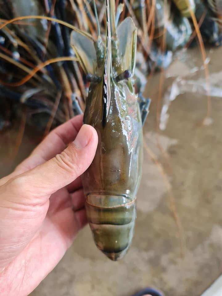Fresh Seafood