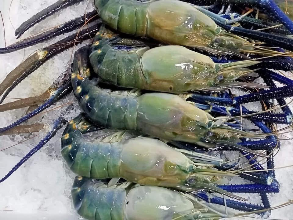 Prawns & Shrimp